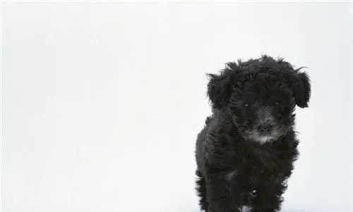 茶杯泰迪犬肩高 茶杯泰迪犬肩高不超过8英寸 | 茶杯泰迪犬