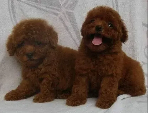 泰迪犬|魅力释放之泰迪犬美容的具体步骤有哪些