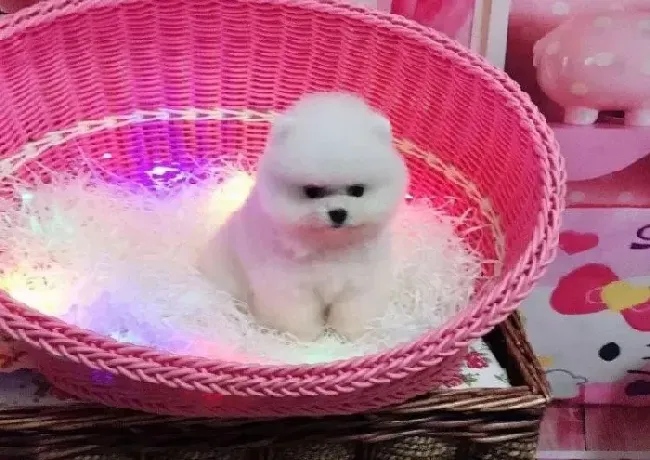 博美犬|刚出生不久的博美犬可以吃哪些啊
