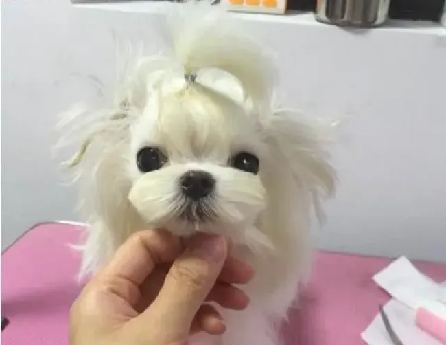 马尔济斯|哺乳期的马尔济斯犬宝宝该怎么养