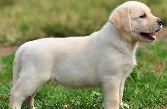 拉布拉多|拉布拉多犬有哪些心理状态