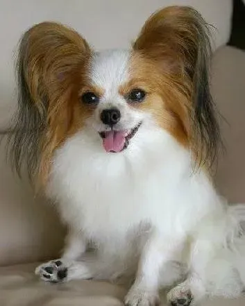 蝴蝶犬|对蝴蝶犬进行清洁护理的温馨小贴士