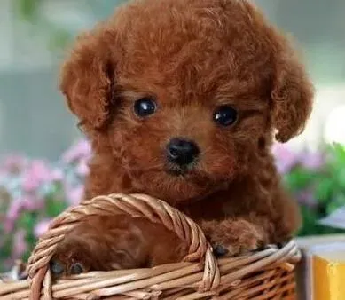 贵宾犬|贵宾犬四肢无力站不稳是什么疾病的症状