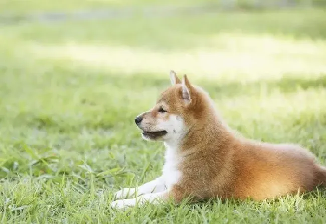 柴犬跑出去不会回来吗 有哪些办法寻找跑出去的柴犬 | 柴犬