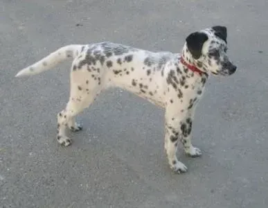 斑点狗|斑点狗咳嗽和干呕第一针后有见效 还需打第二针吗