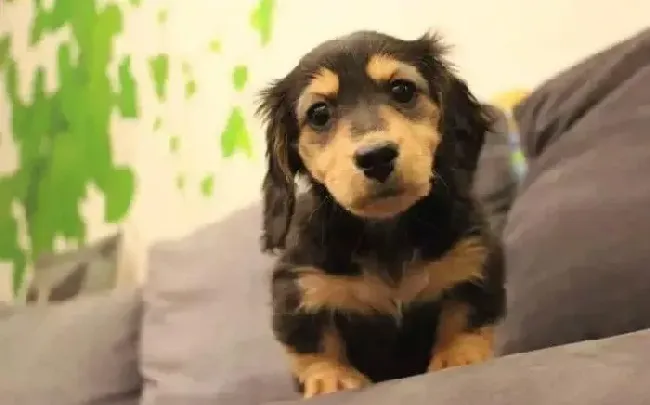 腊肠犬|腊肠犬可以吃狗粮吗 求答案