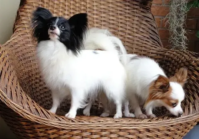 蝴蝶犬|蝴蝶犬口吐白沫是什么情况