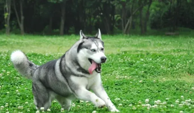 哈士奇幼犬怎么养 两个月左右的哈士奇怎么养 | 哈士奇