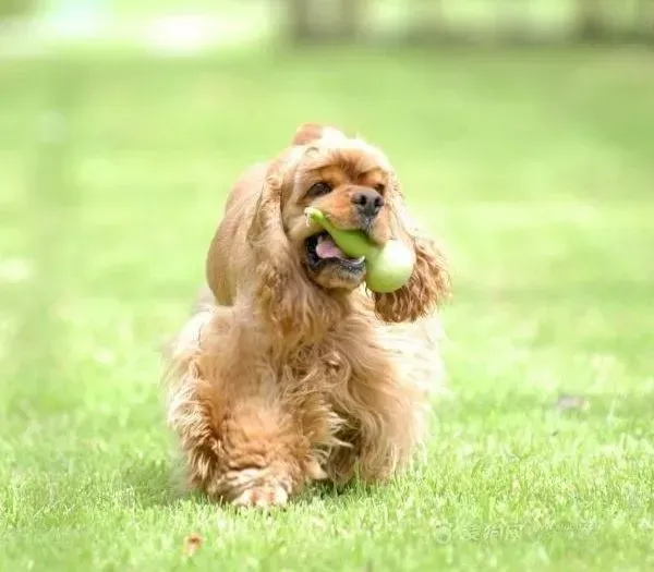 可卡犬|可卡犬吃哪些食物对皮毛有好处