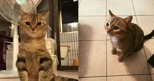 让本宫替你管教管教！喵皇霸气送弟弟一记猫拳