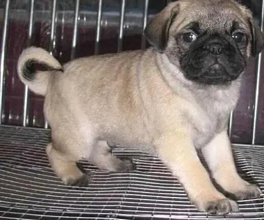 巴哥犬|巴哥犬近一个月都精神萎靡是怎么回事