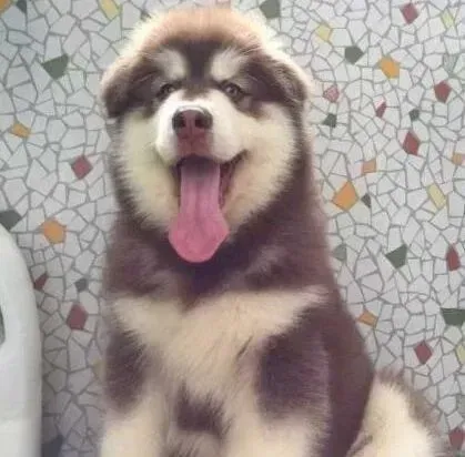 阿拉斯加犬|四个月的阿拉斯加犬可以喝酸奶吗