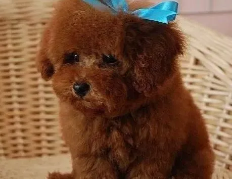 贵宾犬|怎样让贵宾犬尽早远离咳嗽的折磨
