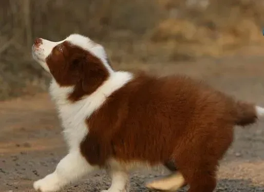 边境牧羊犬|饲养边境牧羊犬时要注意什么问题