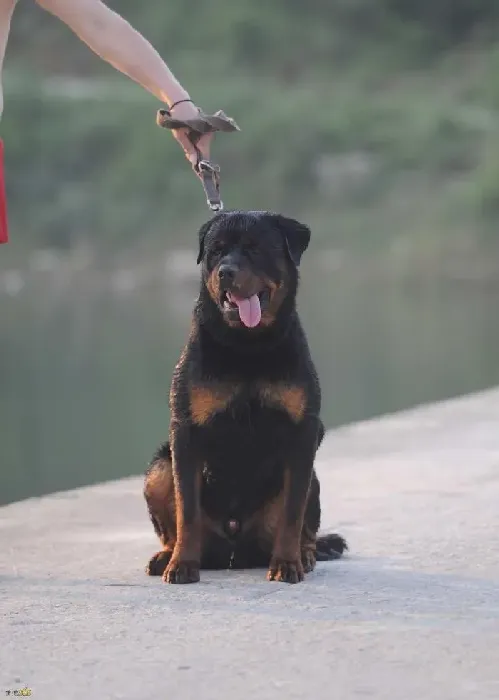 罗威纳犬|给罗威纳犬喂狗粮要掌握哪些要领