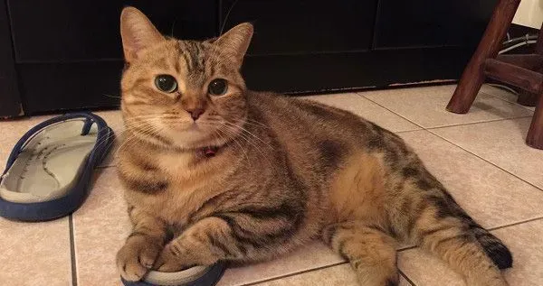 让本宫替你管教管教！喵皇霸气送弟弟一记猫拳 | 猫