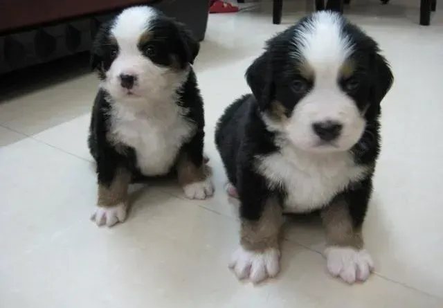 伯恩山犬|伯恩山犬激动时老是情不自禁的小便怎么解决