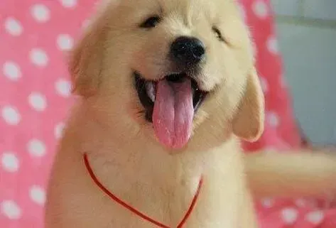 金毛|金毛犬上火的四种简单解决方法