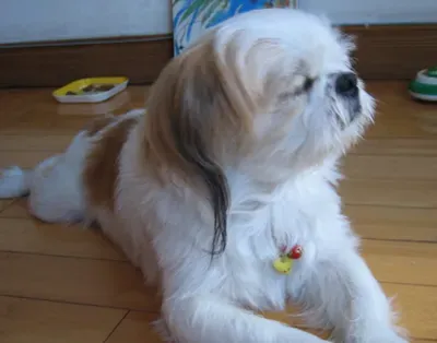西施犬掉毛吗 该犬掉毛比较多 | 西施犬