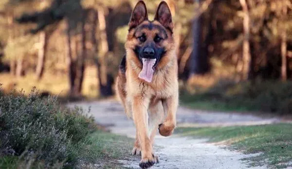 德国牧羊犬|搭建幸福小家 给德国牧羊犬建造温暖的港湾