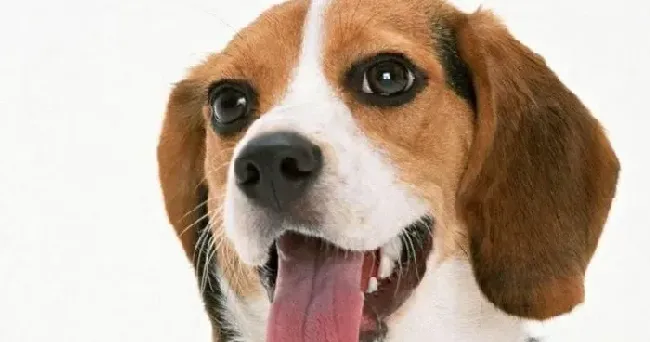 比格犬|健康小常识 钙和磷营养元素对比格犬有哪些影响呢