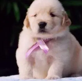 金毛|金毛犬在断奶期的喂养知识