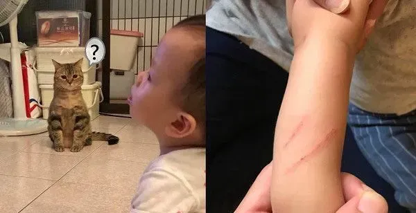 让本宫替你管教管教！喵皇霸气送弟弟一记猫拳 | 猫