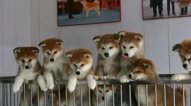 秋田犬|做好哪些工作你才能把秋田犬饲养好