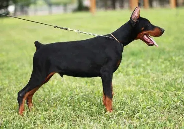 杜宾犬|杜宾犬便便黄色带水，精神也时好时坏怎么办