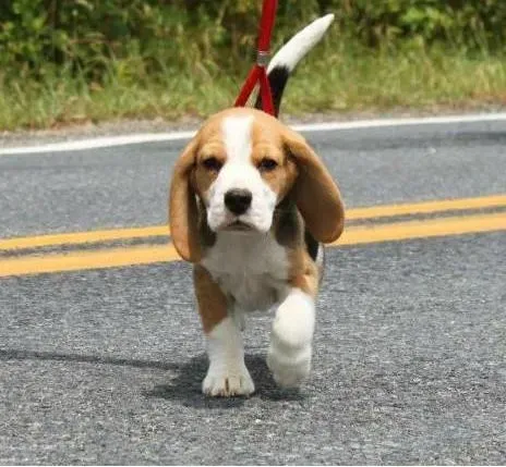 比格犬|比格犬患上犬瘟后开始发烧如何医治