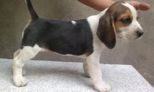比格犬|我家比格犬身上很痒是怎么了