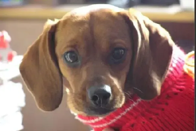 腊肠犬|美容科普百科 腊肠犬出现异常脱毛的五大原因