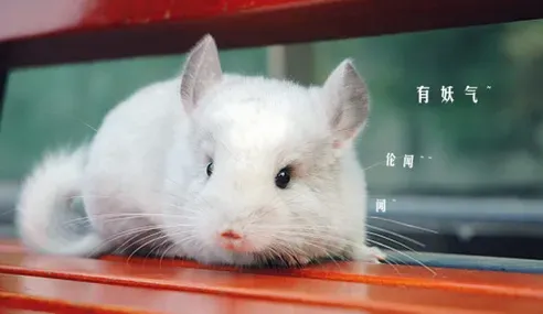 龙猫总咬笼子是怎么回事 咬笼子的三个坏处 | 龙猫
