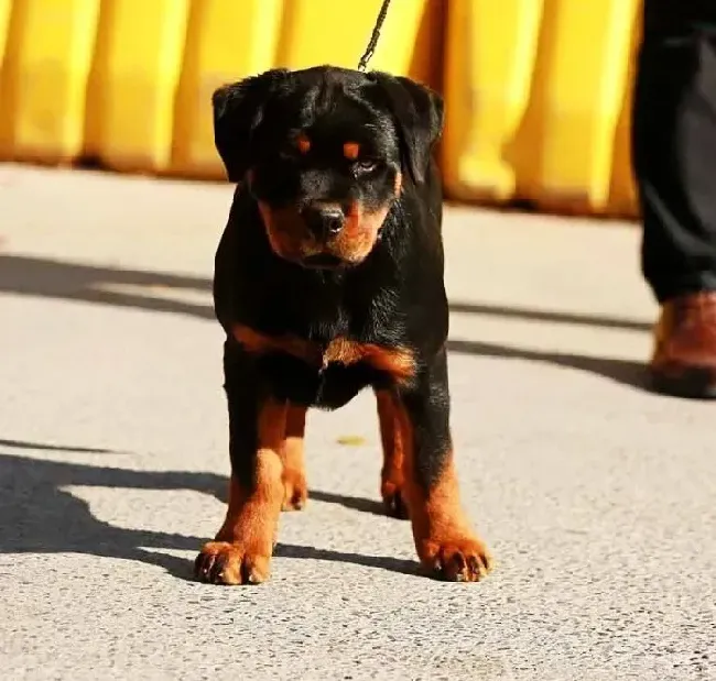 罗威纳犬|罗威纳犬巧克力中毒有哪些征兆