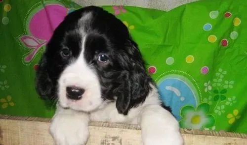 如何训练史宾格犬 需要先建立一个良好的关系 | 史宾格犬
