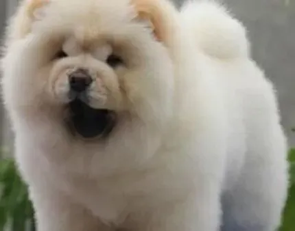 松狮犬|如何让松狮犬吃上放心的宠物功能食品