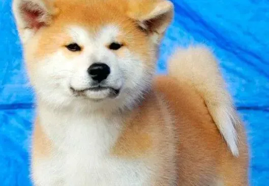 秋田犬|秋天饲养秋田犬应该绕过的误区