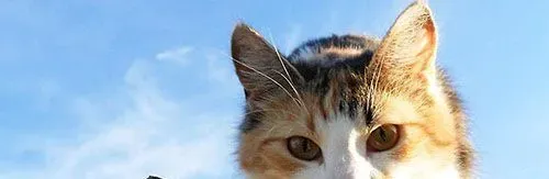 猫做绝育好不好 猫咪绝育手术前注意事项 | 绝育