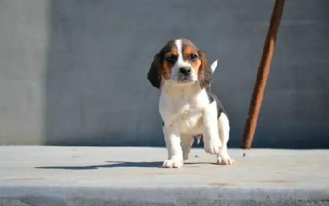 比格犬|让比格犬习惯带项圈的方法