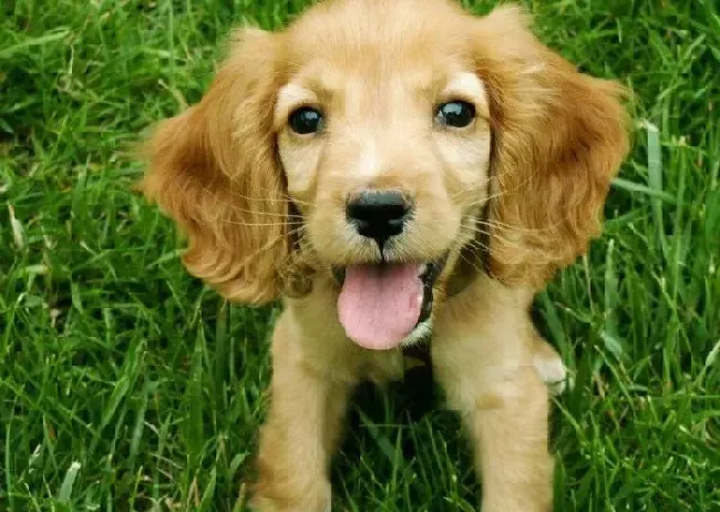 可卡犬|可卡犬是饭前遛弯好还是饭后遛弯好