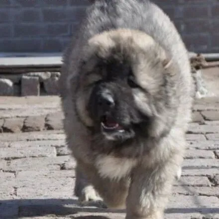 高加索犬|高加索幼犬该怎样饲养呢