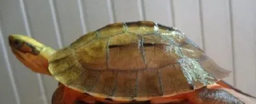 金钱龟是水龟吗 金钱龟是属于水龟的 | 金钱龟
