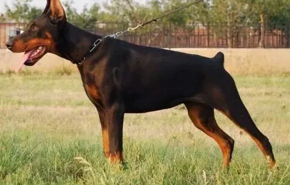 杜宾犬|杜宾犬拉绿色水状便便的原因