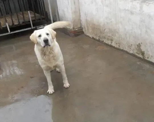 拉布拉多|狗狗饲养百科 喂养拉布拉多犬谨遵三个要点