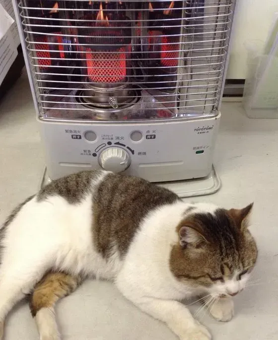 命令店家开门让它进去 我行我素的猫咪超霸气 | 猫