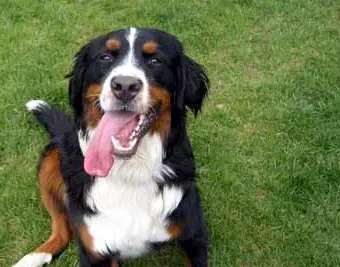 伯恩山犬会乱叫吗 伯恩山犬应当如何喂养 | 伯恩山犬