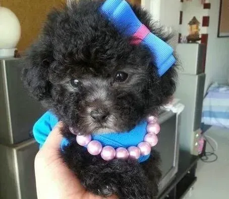 贵宾犬|狗狗医护知识 贵宾犬驱虫前要了解哪些