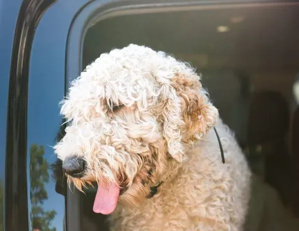 惨遇车祸！痛失母亲的莎曼珊辗转找回爱犬