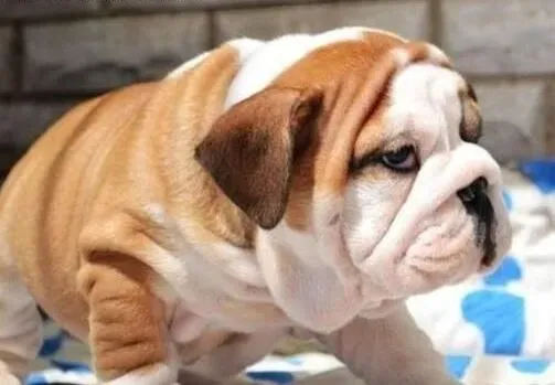 英国斗牛犬|不要让斗牛犬随意舔人的方法有哪些