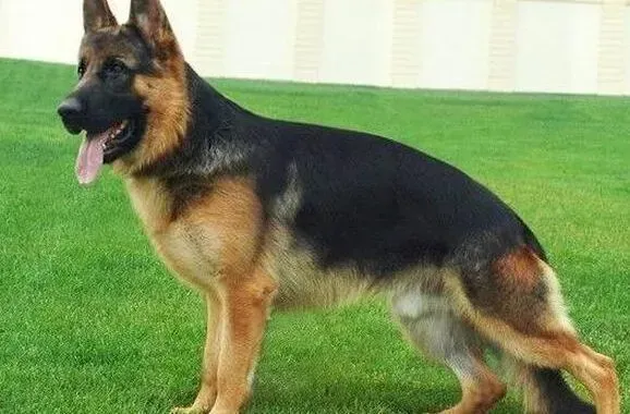 德国牧羊犬|德国牧羊犬戴项圈总挠脖子正常么
